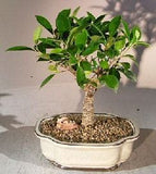 Ficus Retusa Bonsai Tree - Medium(Ficus Retusa)