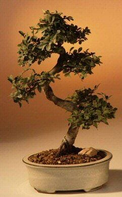 Chinese Elm Bonsai Tree - Large Curved Trunk Style (Ulmus Parvifolia)