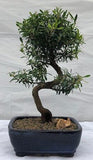 Flowering Chinese Myrtle Bonsai TreeCurved Trunk Style(myrtus communis