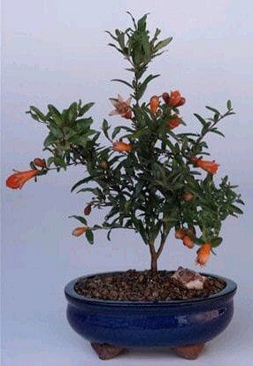 Flowering & Fruiting  Dwarf Pomegranate - Small(Punica Granatum